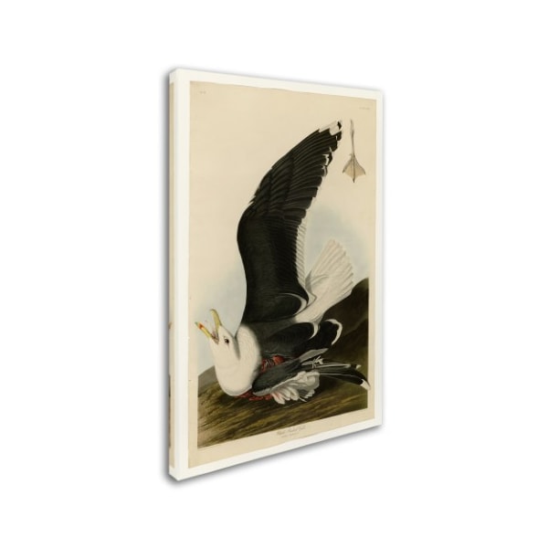 Audubon 'Black Backed Gullplate 241' Canvas Art,16x24